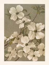 Vit Clematis