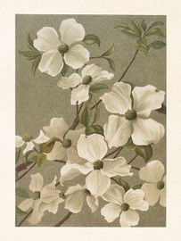 Vit Clematis
