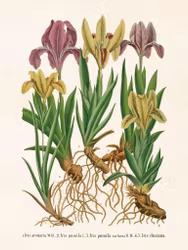 Iris