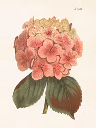 Hortensia