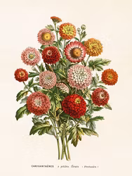 Chrysanthemer
