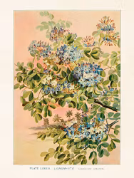 Pockenholtz