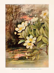 Gordonia