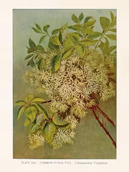 White Fringe tree