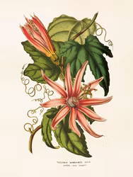 Kardinalpassionsblomma
