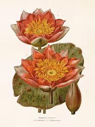 Näckrosor