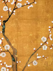 Japansk körsbär