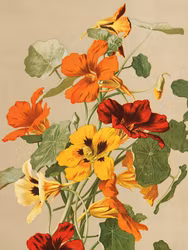 Blomsterkrasse