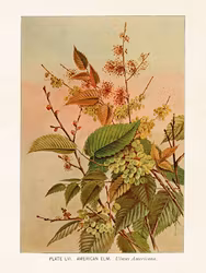 Ulmus Americana