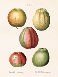 Malus Pommier