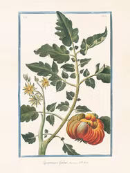Lycopersicon