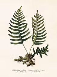 Polypodium