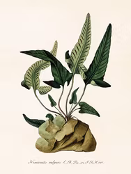 Hemionitis