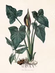 Kalla