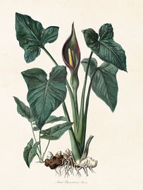 Kalla
