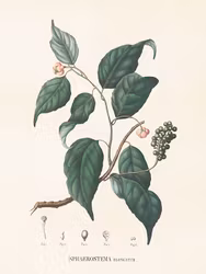 Sphaerostema