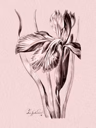 Rosa Iris