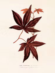 Acer Palmatum