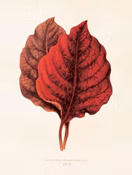 Amaranthus