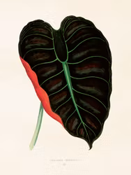 Alocasia