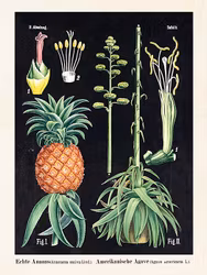 Ananas och Agave