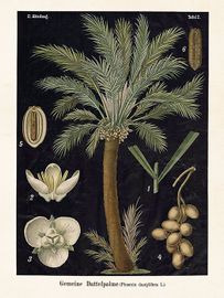 Palm