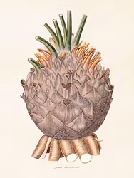 Kotte Palm