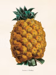Ananas