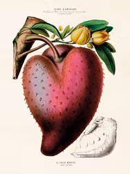 La Fraise Monstre