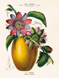 Passiflora