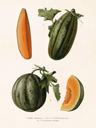 Melon