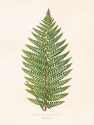 Ormbunke
