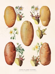 Potatis