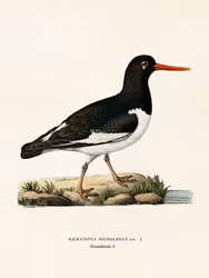 Strandskata