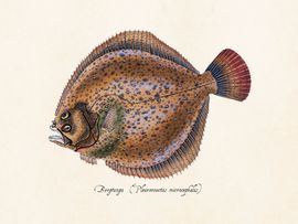 Bergtunga