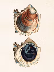 Snäckor
