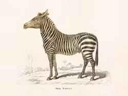 Zebra