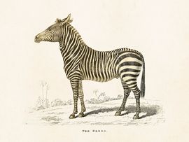 Zebra