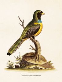 Gök