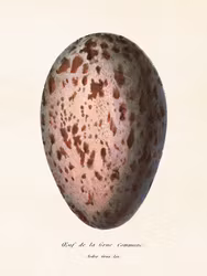 Ett ägg