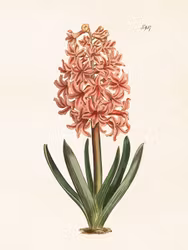 Hyacint