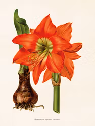 Amaryllis