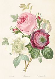 Ros Anemon och Clematis