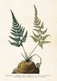 Adiantum Nigrum 35x50 cm