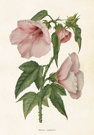 Hibiscus