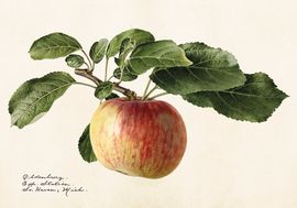 Äpple 35x50 cm
