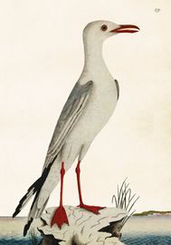 Fiskmås 2. 35x50 cm