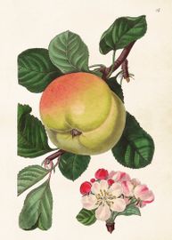 Äpple 50x70 cm