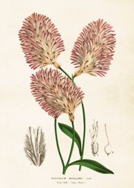 Trichinium Manglesii 50x70 cm