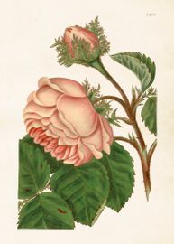 Rosa Trädgårdsros  50x70 cm